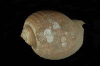 藏品(褐鶉螺)的圖片